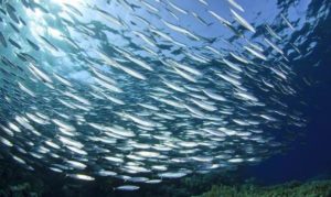 Рыба